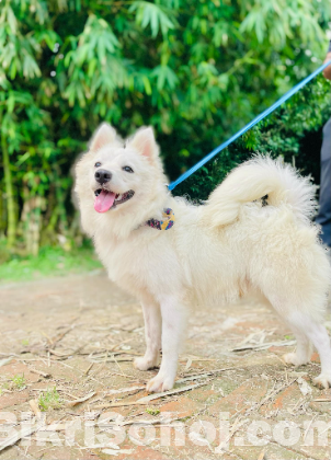 German spitz